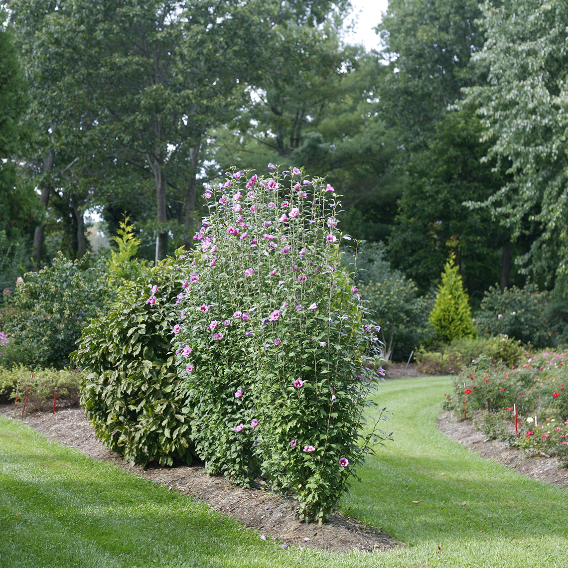 Purple Pillar Hibiscus Spring Meadow Wholesale Liners Spring Meadow Nursery